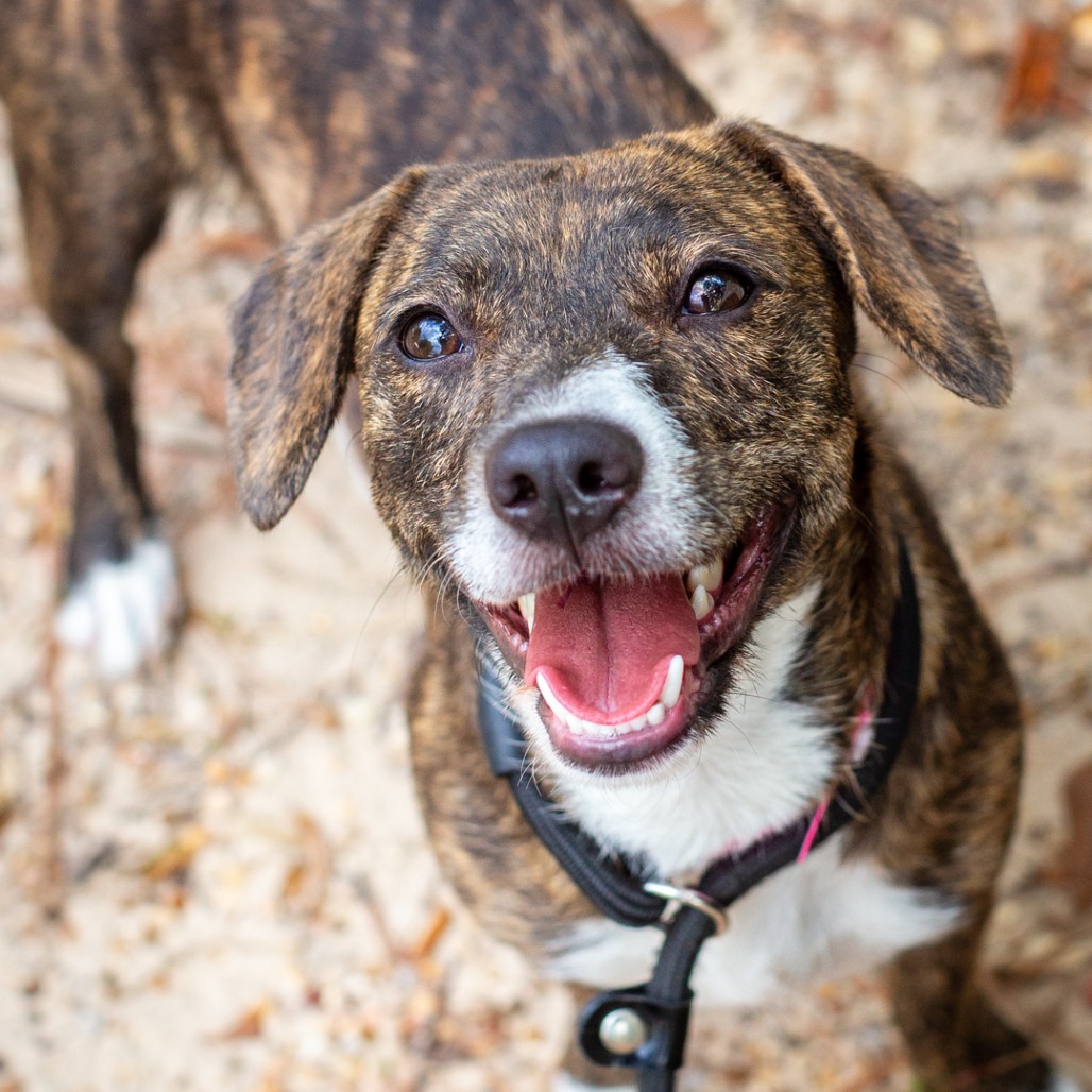 BROCCOLI - Dachshund / Hound, Plott available for adoption