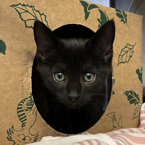 ALFREDO - Domestic Shorthair available for adoption