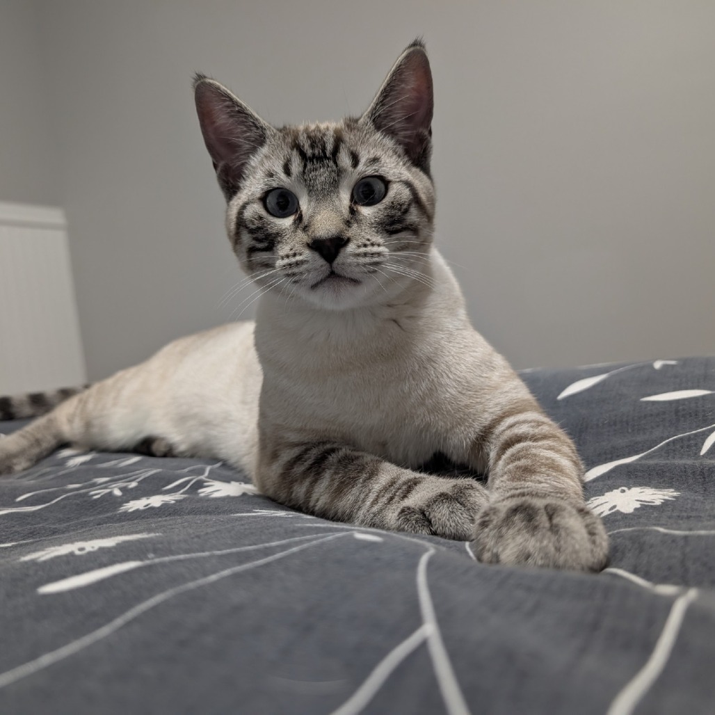 MUFASA AKA SAFA - Siamese / Domestic Shorthair available for adoption
