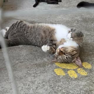SID - Domestic Shorthair available for adoption