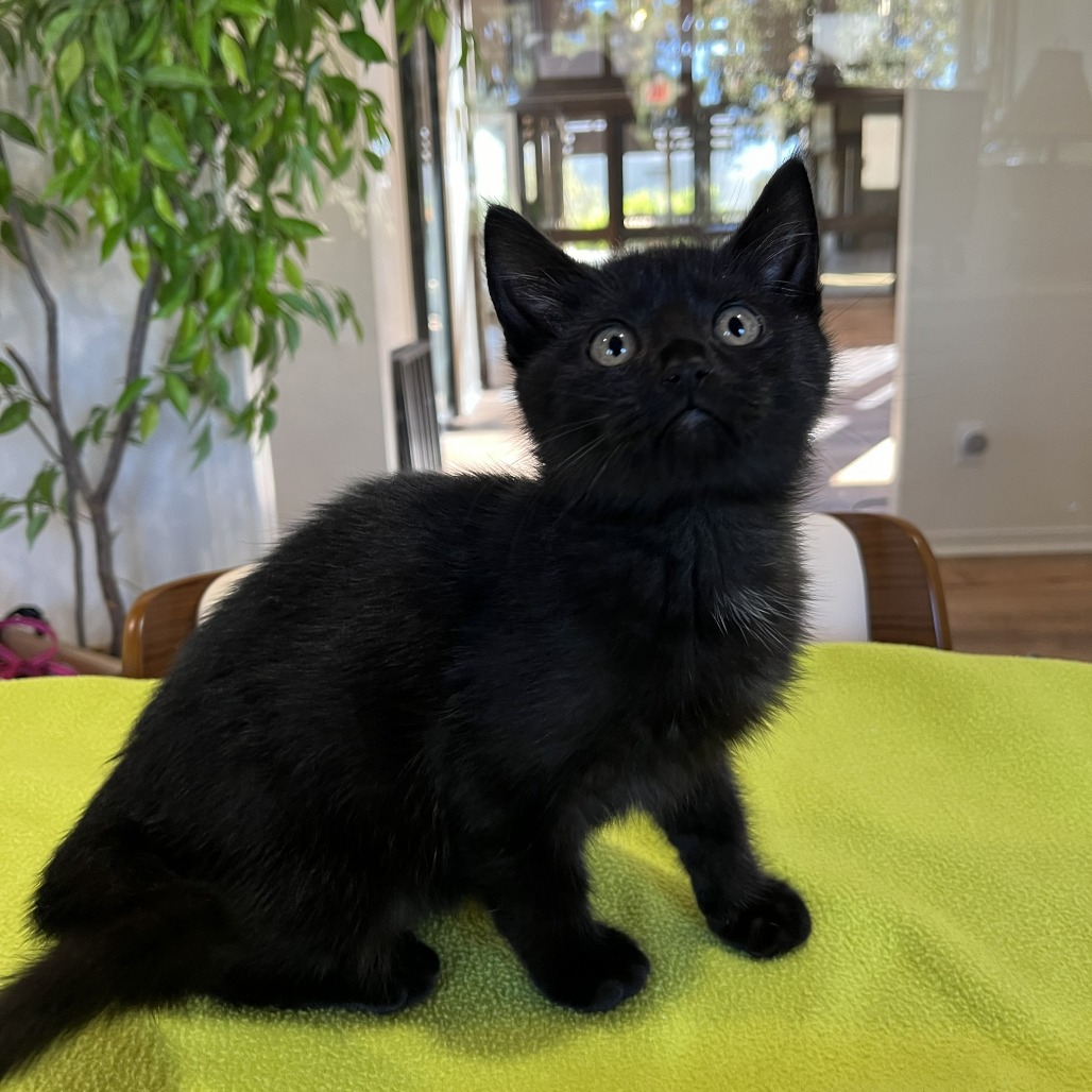 Little Bear (F9), photo 3