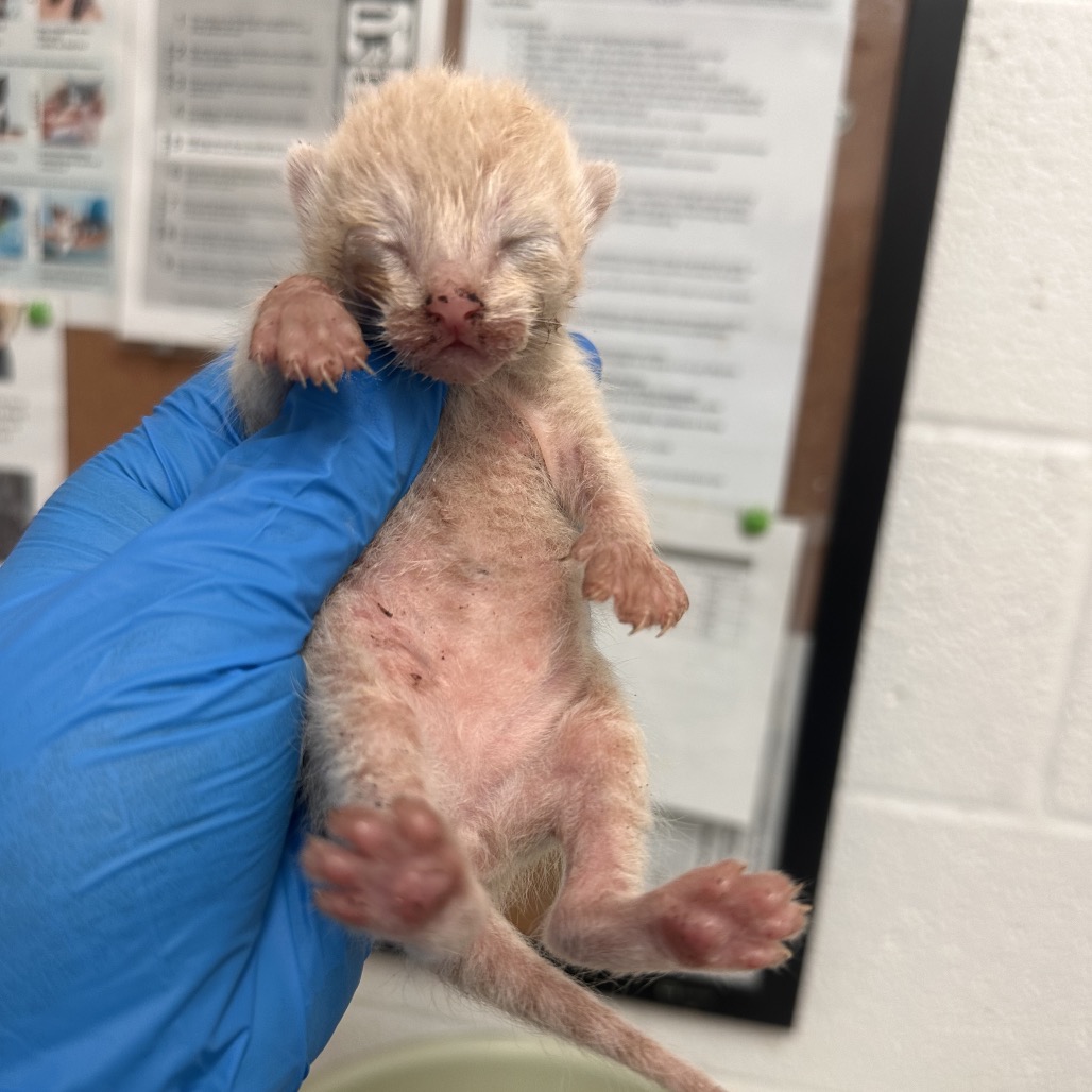 ANT - Domestic Shorthair available for adoption