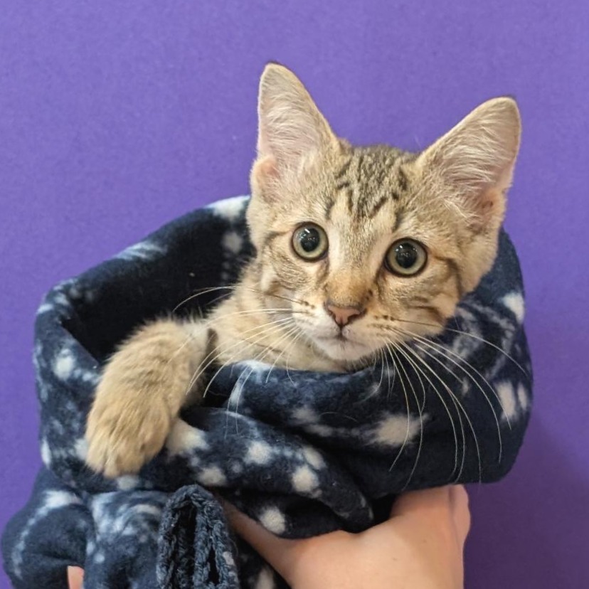 BOB - Domestic Shorthair / American Bobtail available for adoption