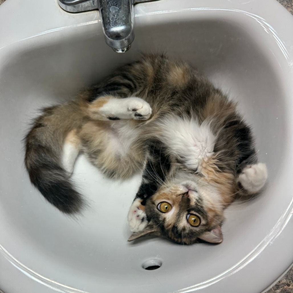 VENUS - Domestic Shorthair / Mix available for adoption