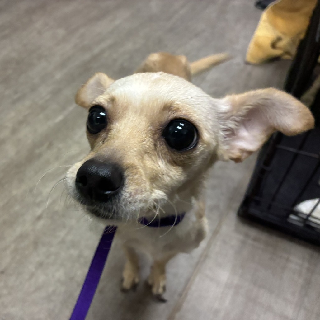 Chihuahua