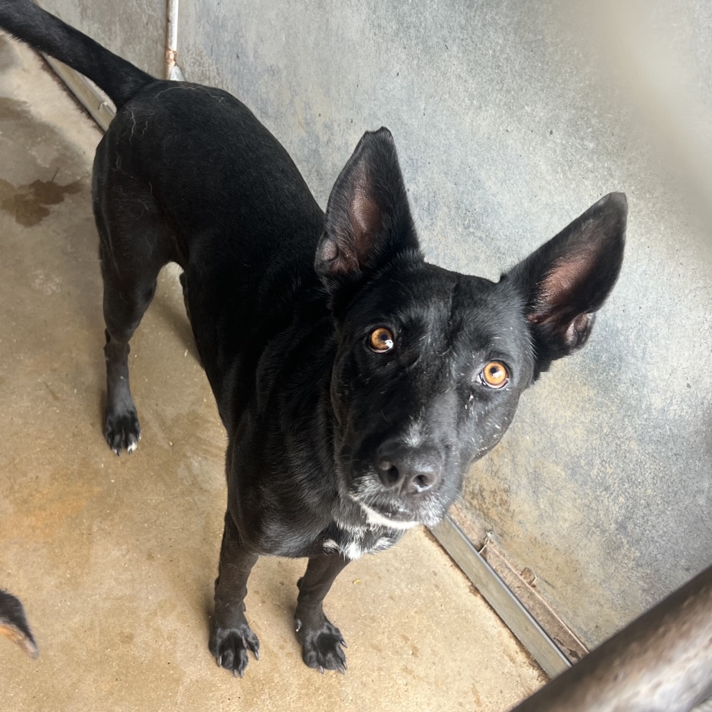 CHISPAS - Shepherd available for adoption