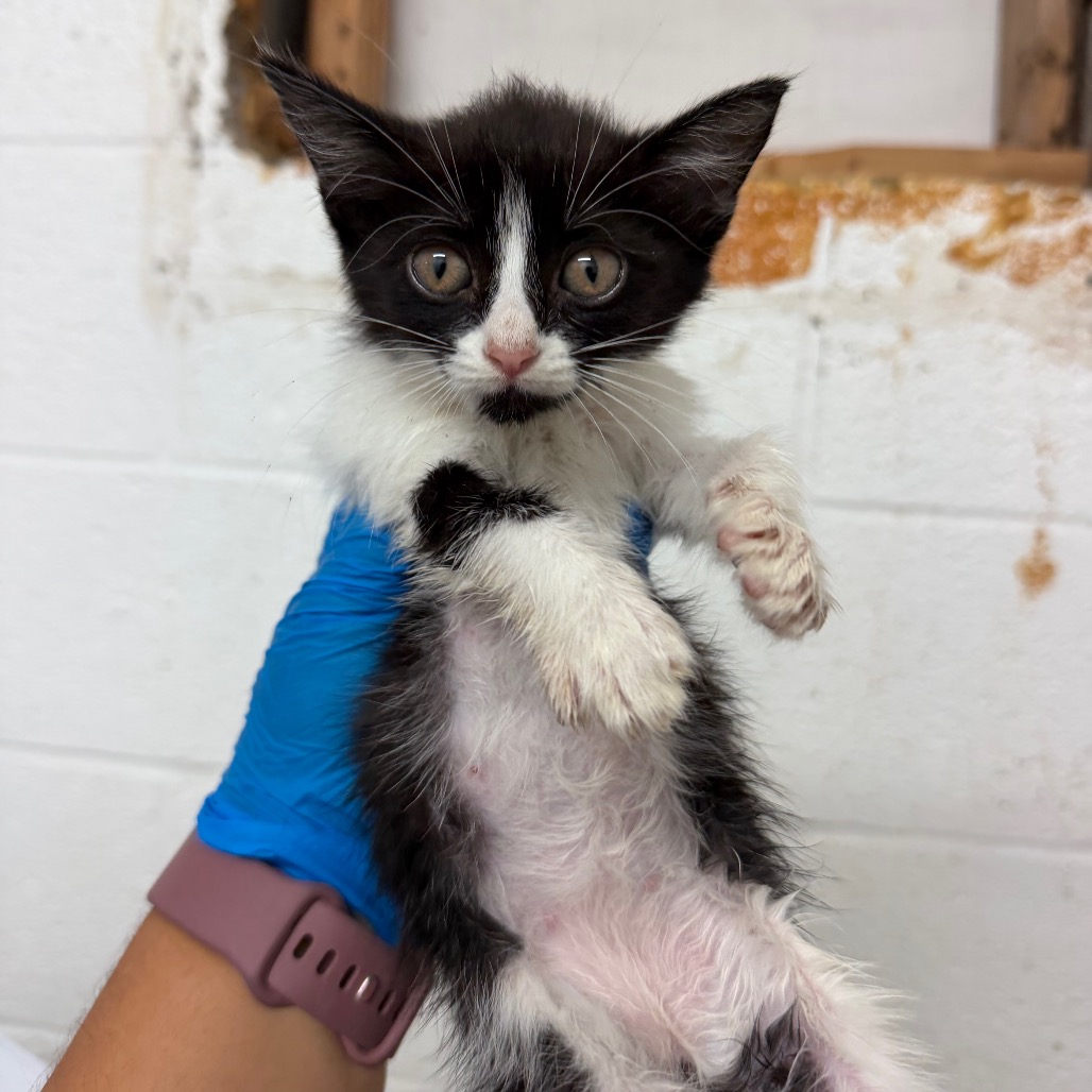 TOFFEE - Domestic Shorthair available for adoption