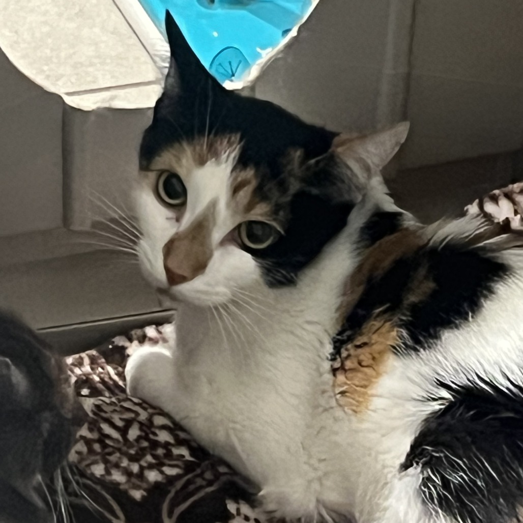 SARABI - Domestic Shorthair available for adoption