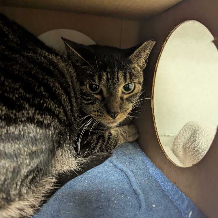 MOHAWK - Domestic Shorthair for adoption in Dayton