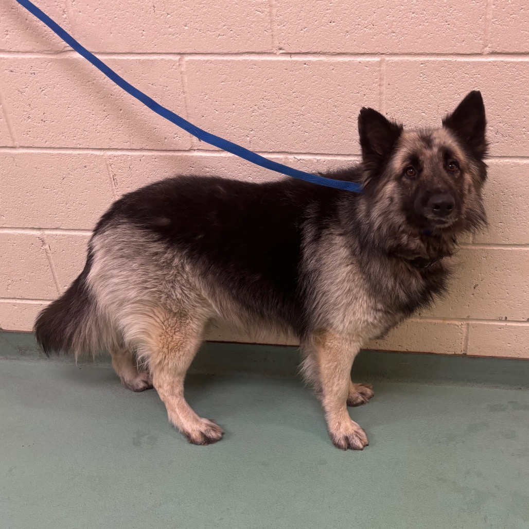 Mem Fish Rescue Fluffers is available for adoption at Memphis Animal Services