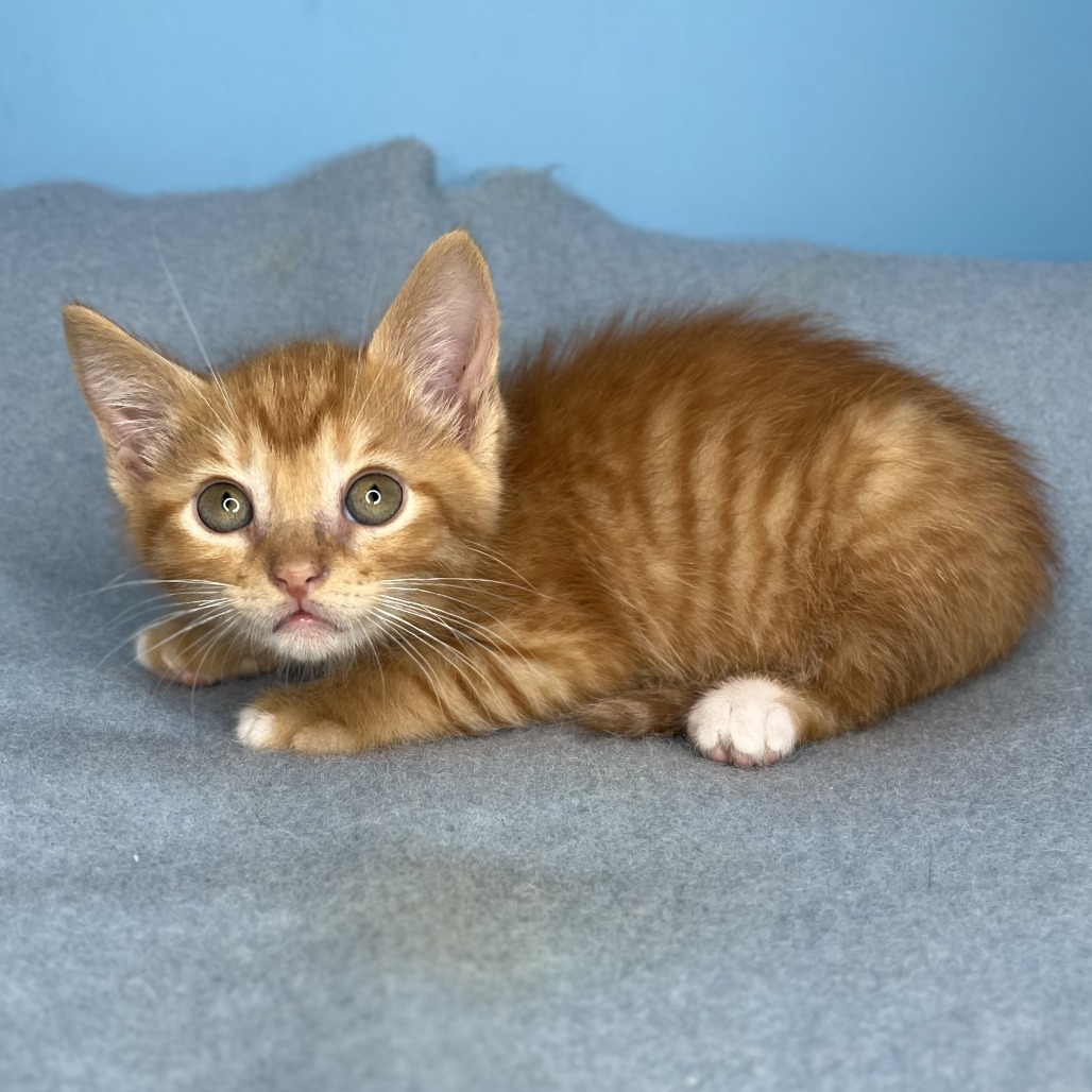 RICHIE - Domestic Medium Hair available for adoption