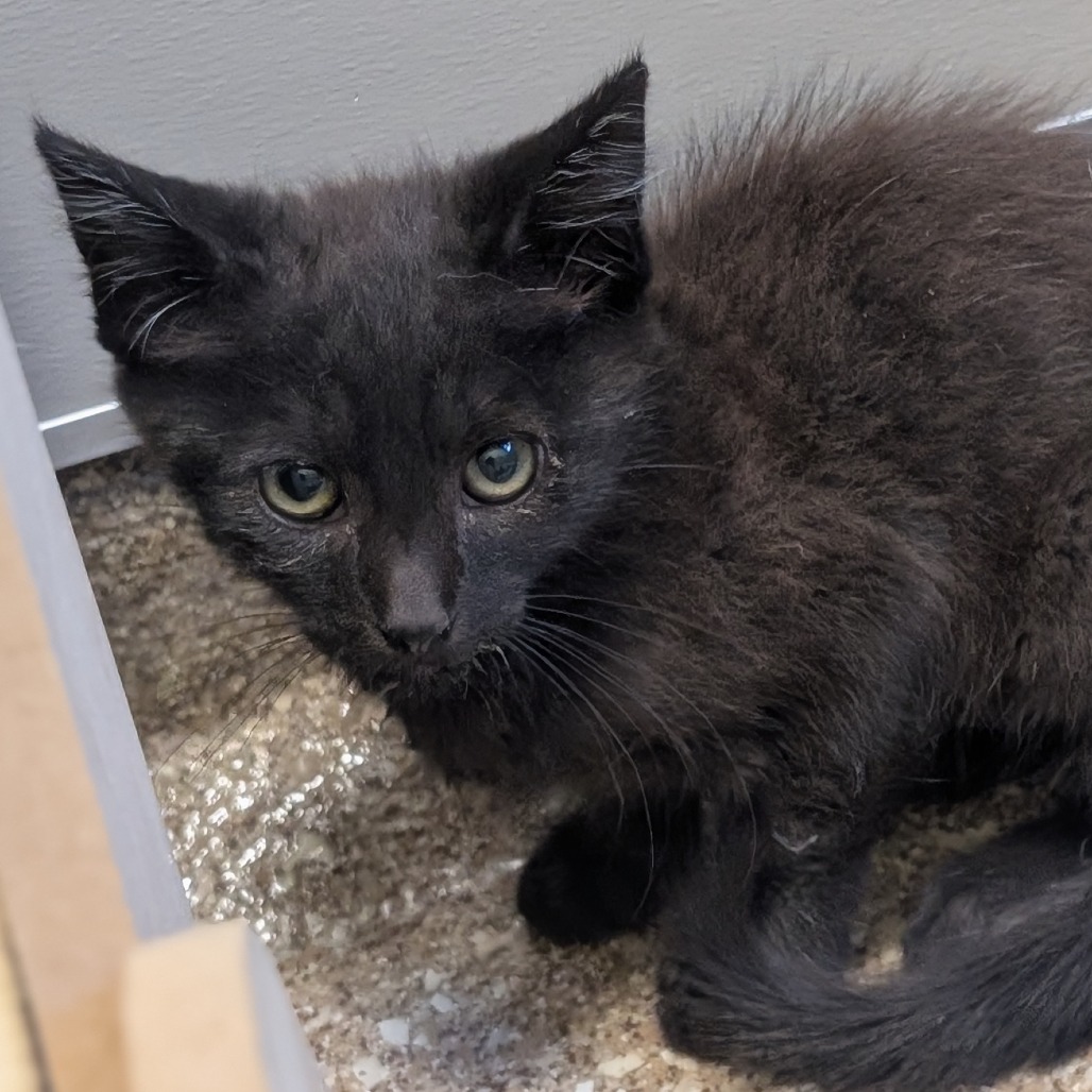 BASTET - Domestic Shorthair available for adoption