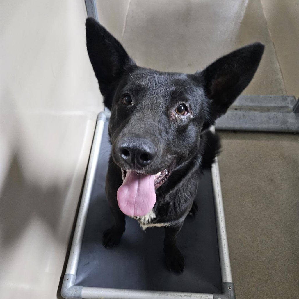 Kennel#10 's preview photo