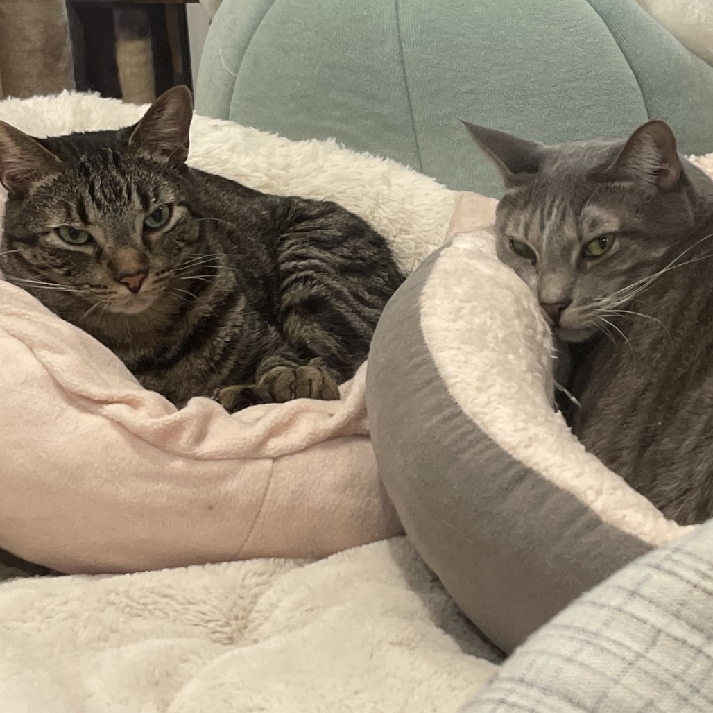 Cuddles, photo 6