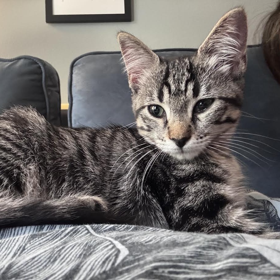 JESSIE KATSOPOLIS - AT PETSMART MADISON EAST - Domestic Shorthair available for adoption