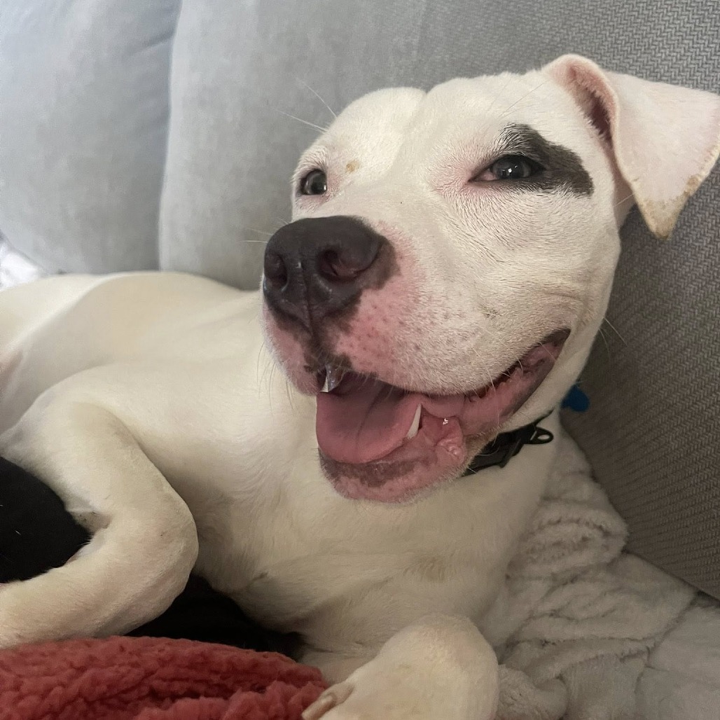 Akaza, a Mixed Breed (Medium)