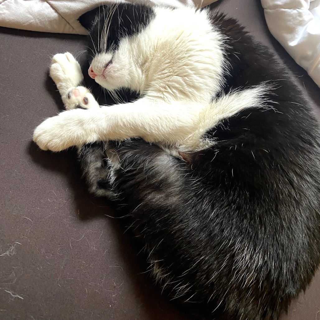 Possum, photo 20