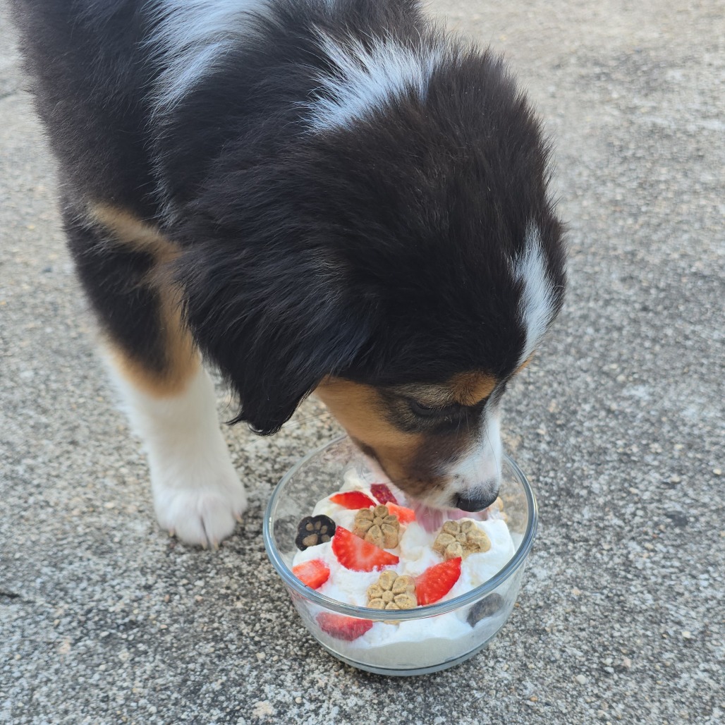 Monty - available 9/18 photo 2