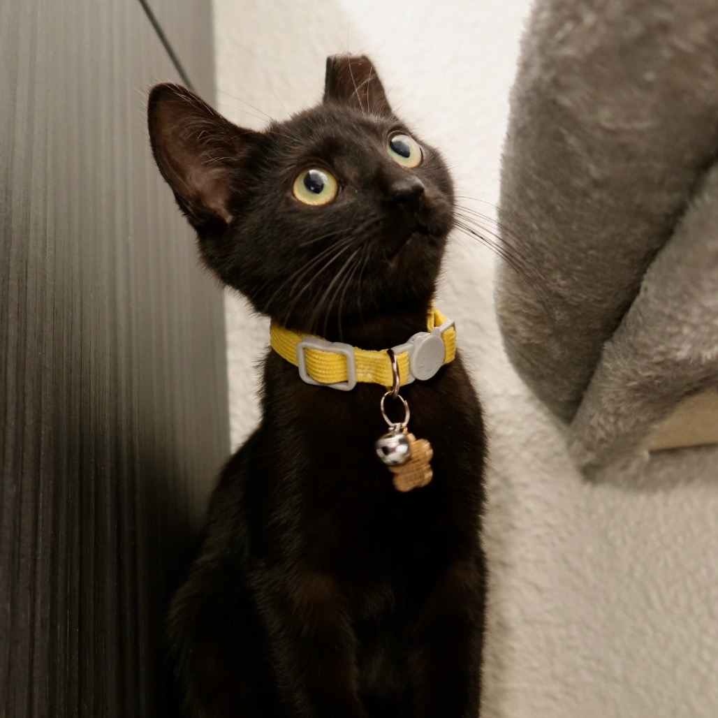 Sirius