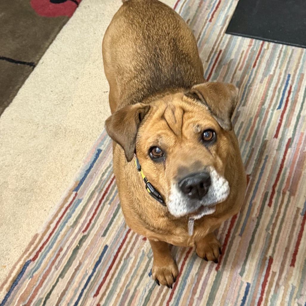 Zoey, photo 33