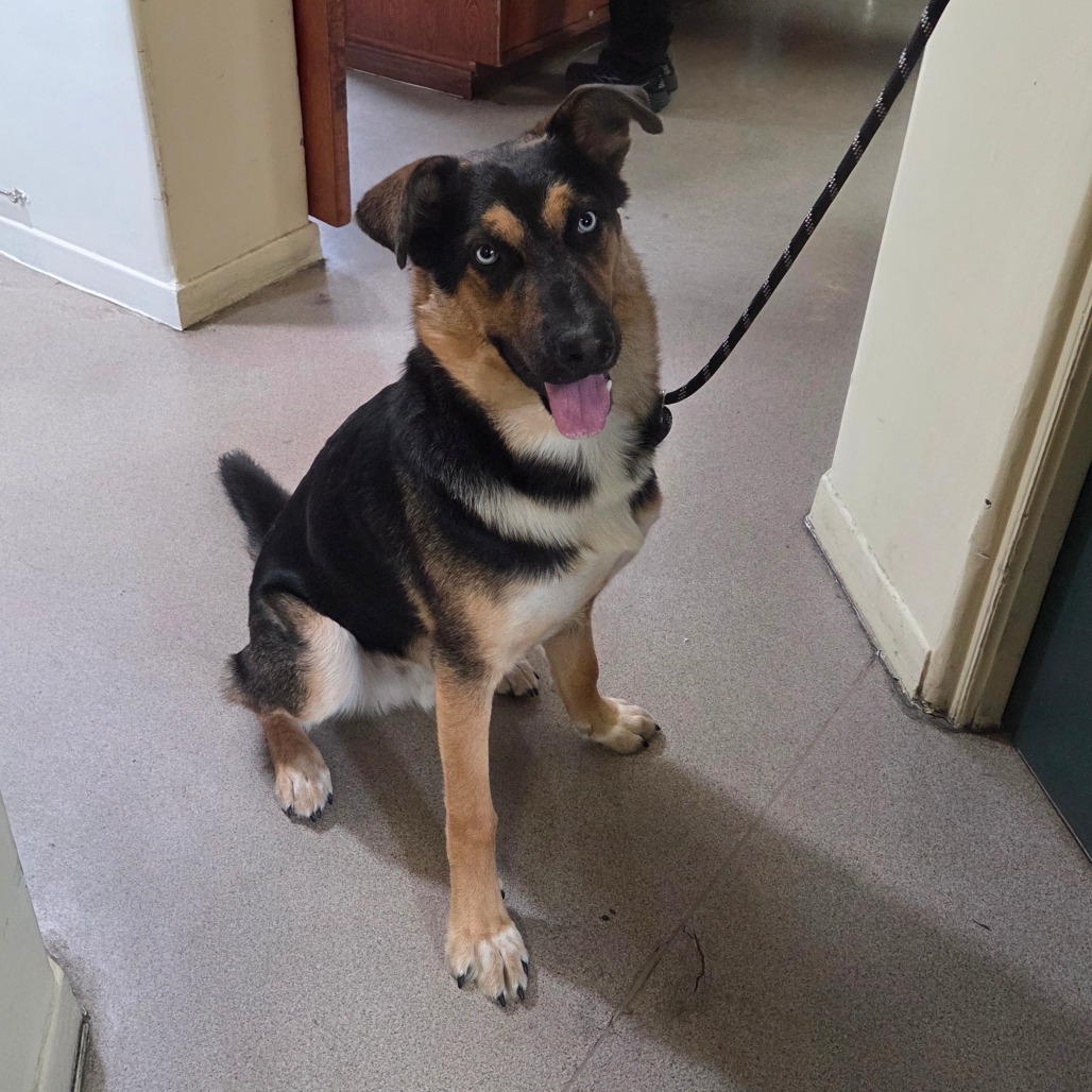 German Shepherd