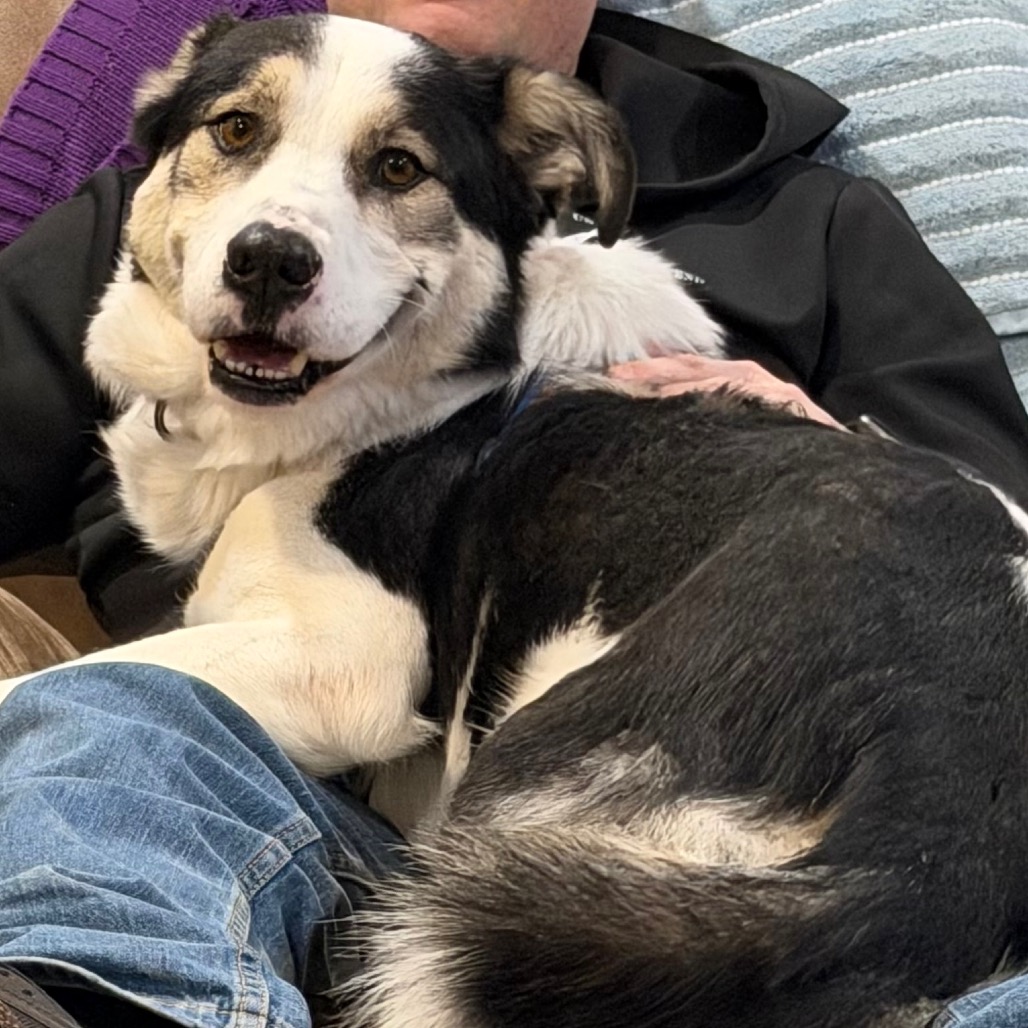 KOBE - Collie, Border / Mixed Breed (Medium) available for adoption