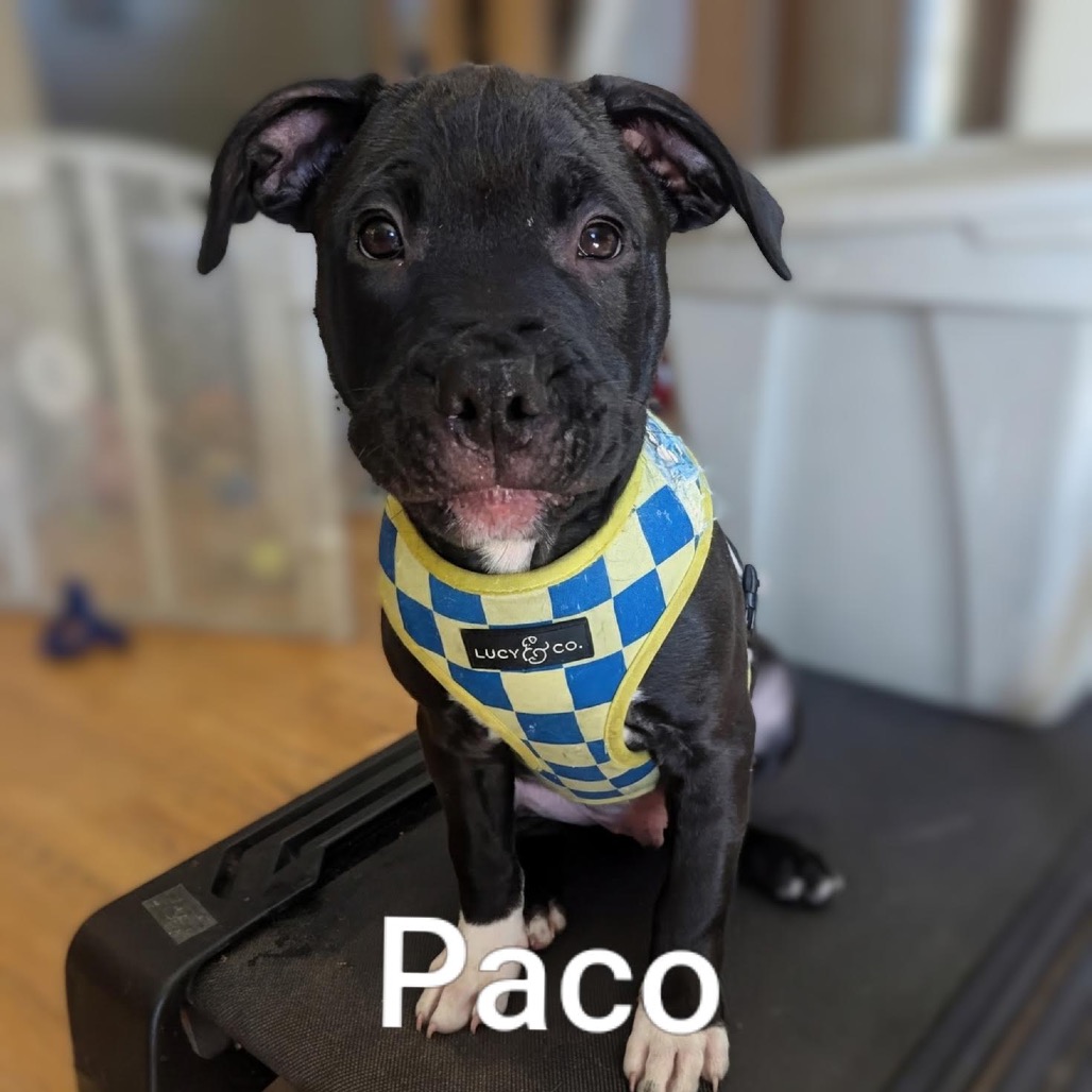 Paco D12365