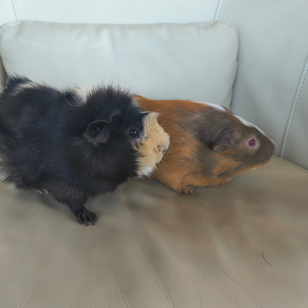 CARAMEL - Abyssinian available for adoption