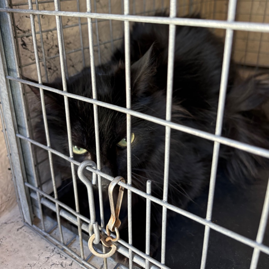 ANDARNA - Domestic Longhair available for adoption