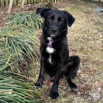TATOR - Retriever, Labrador / Shepherd available for adoption