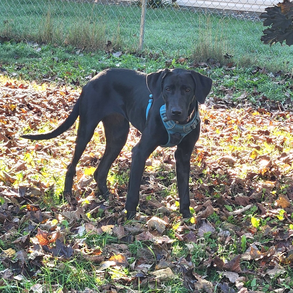 Darcy, photo 10