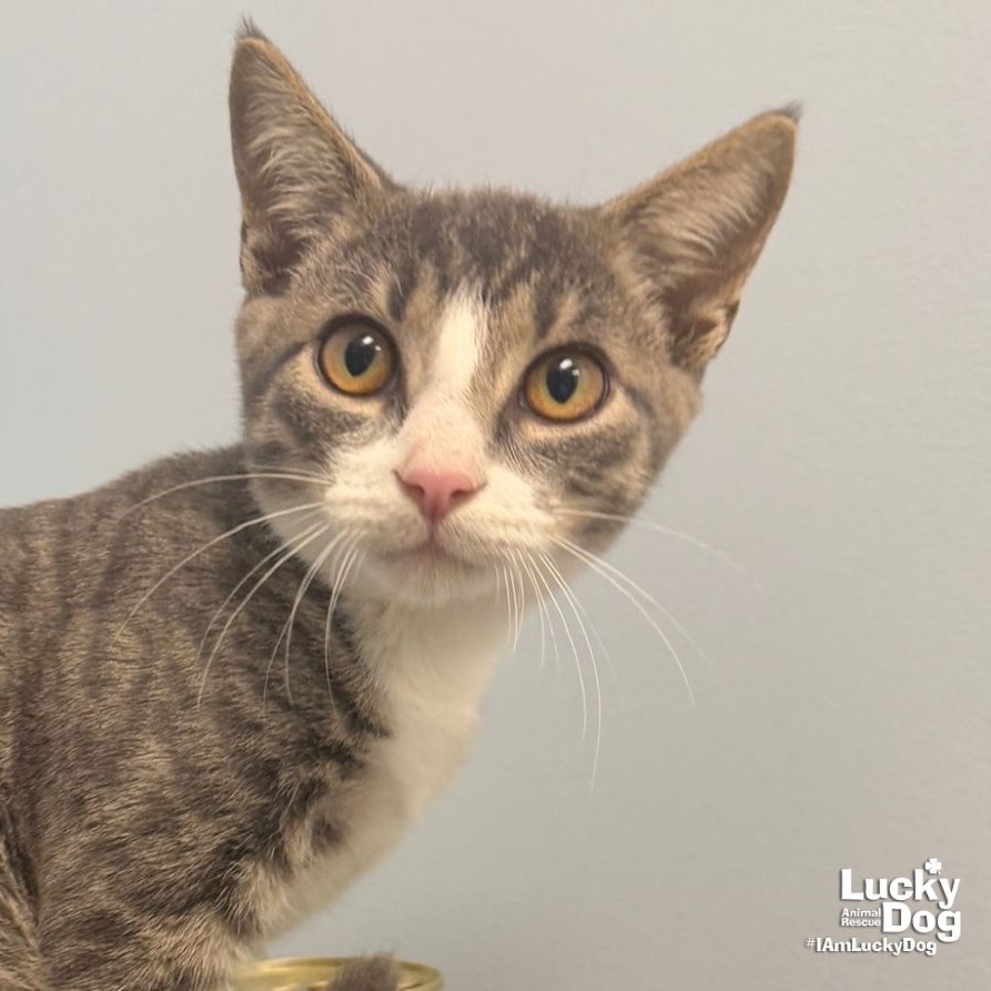 YURI - Domestic Shorthair available for adoption