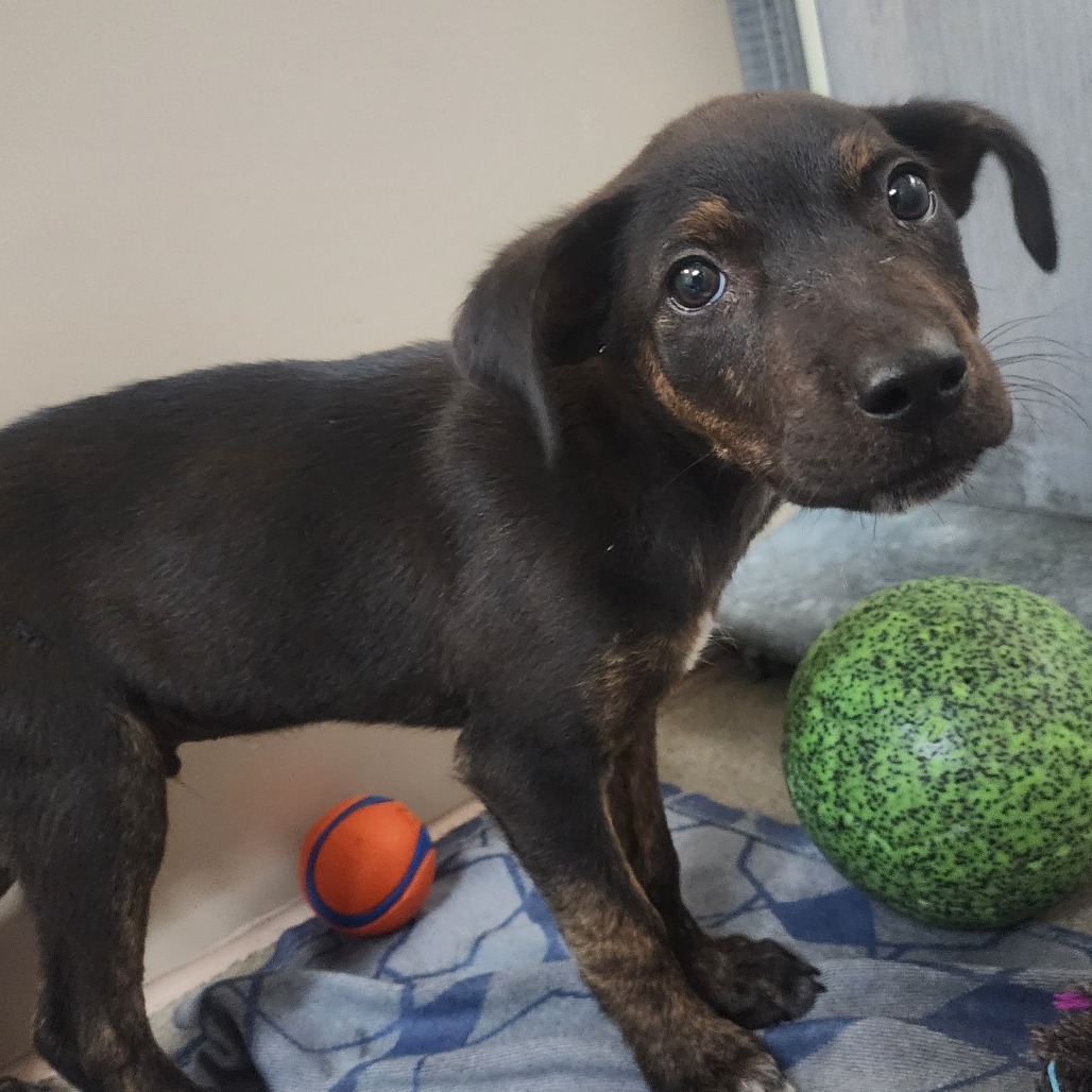 Kennel#27 Scamp's preview photo