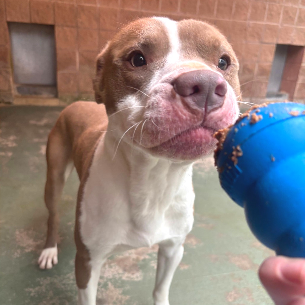 Bart — thumbnail 4