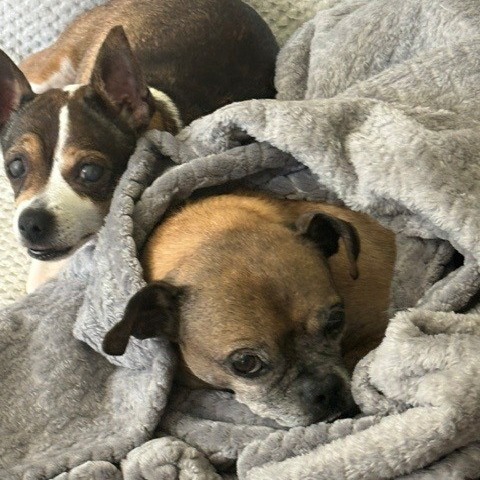 Frankie, additional photo