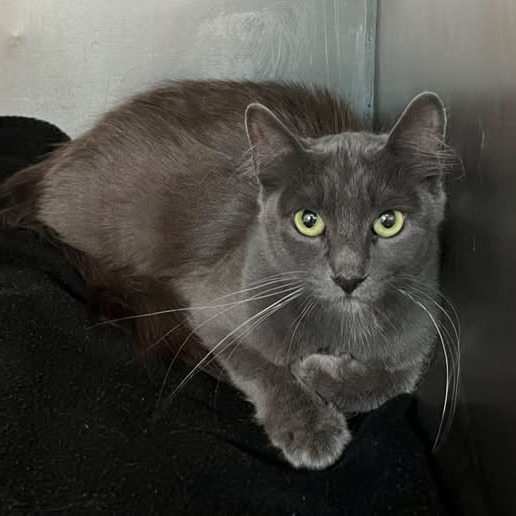 Catfish (queen) - Domestic Longhair