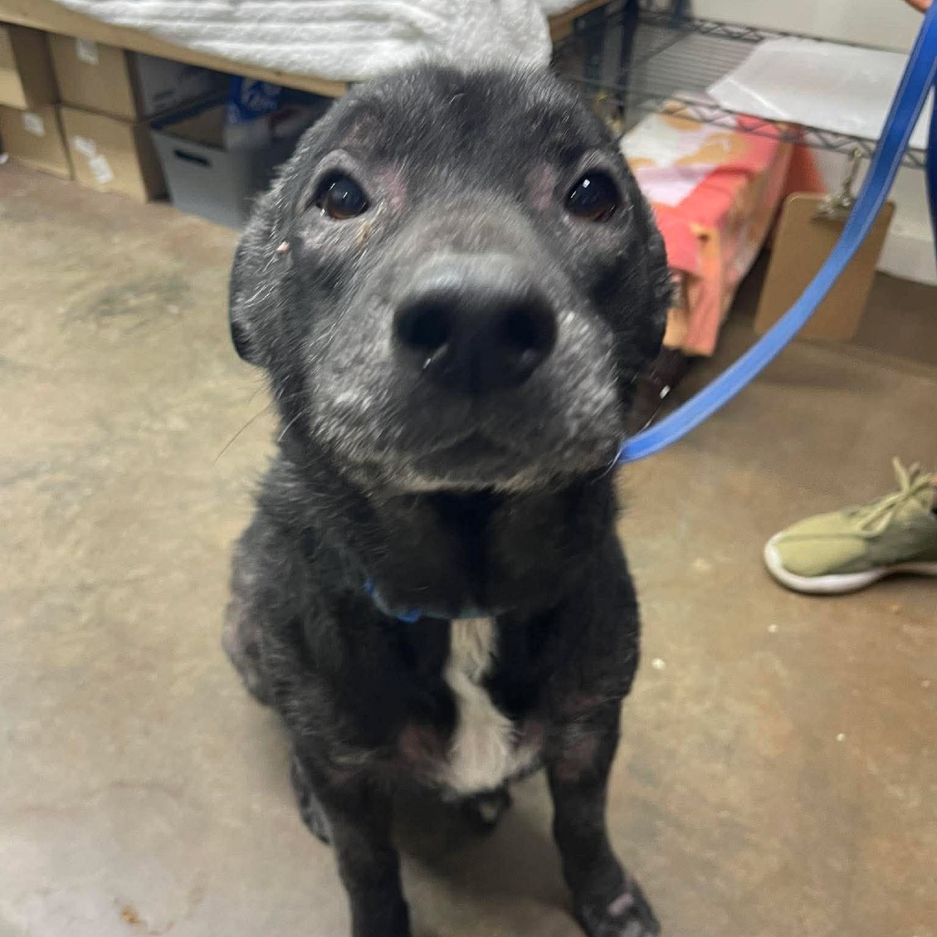 Dozer, photo 23