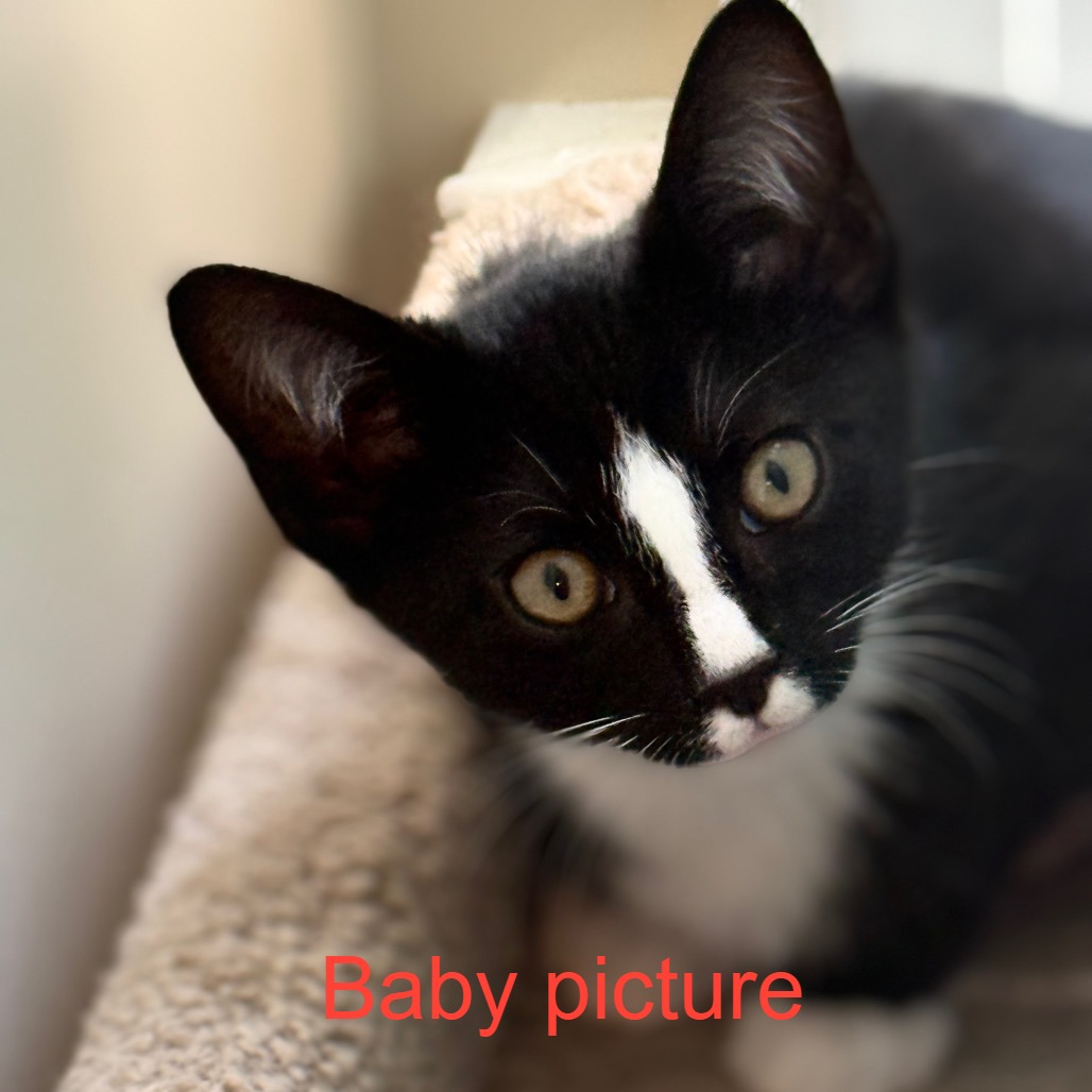 Vanilla Ice — thumbnail 2