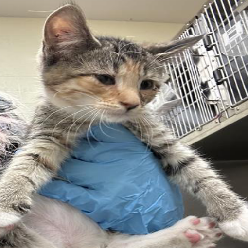 CLEMENTINE - Domestic Shorthair available for adoption