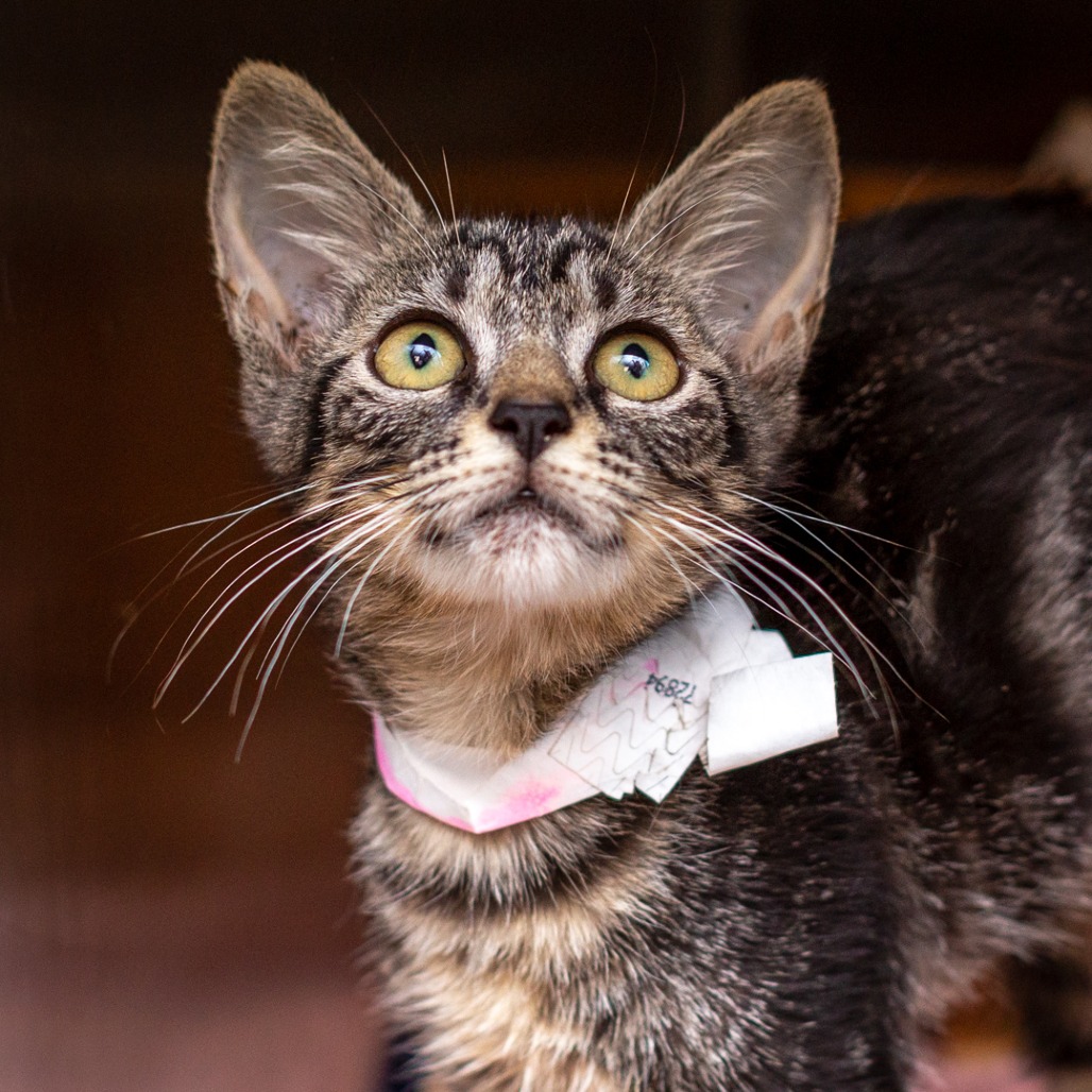 ARBOR - Domestic Shorthair available for adoption