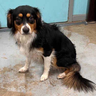 Otter Pop — thumbnail 2