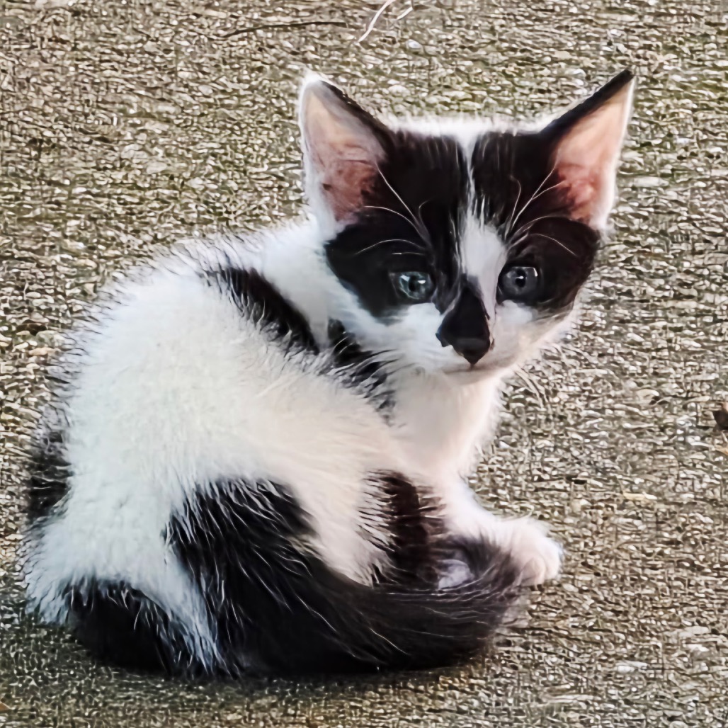 OREO - Domestic Shorthair available for adoption
