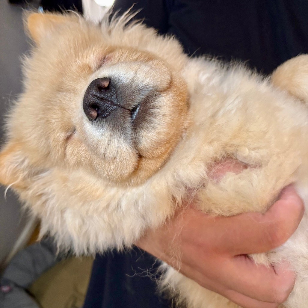 MYRA - Chow Chow available for adoption
