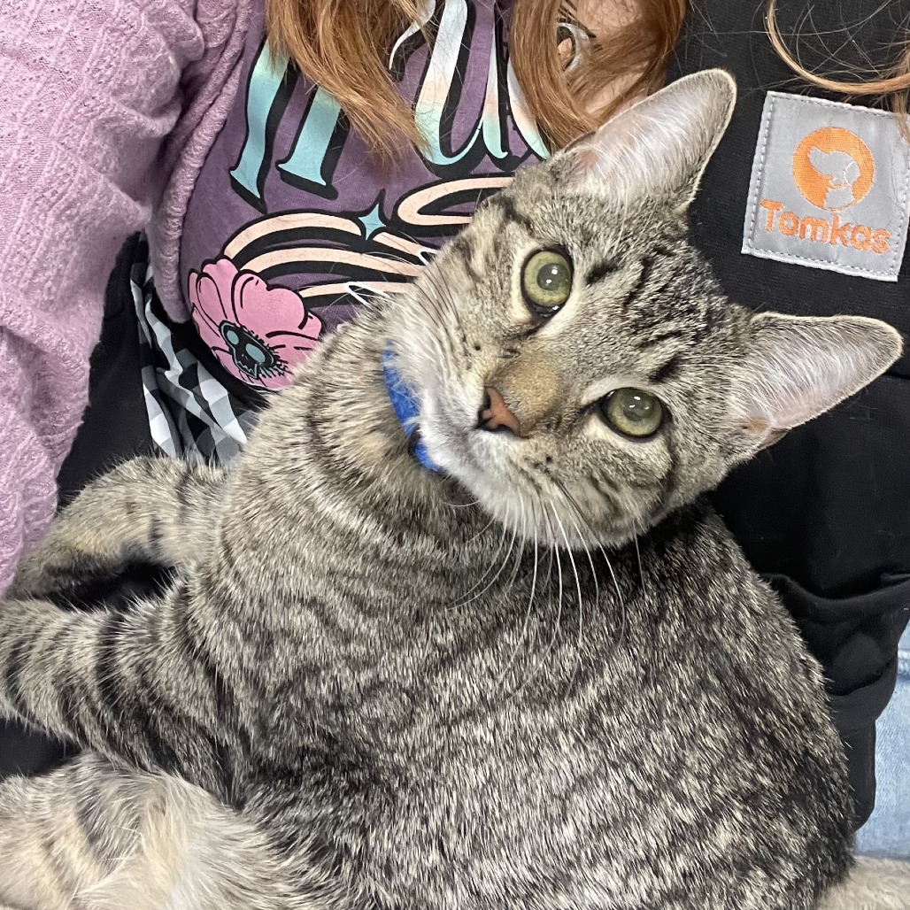 Photo of Stitch