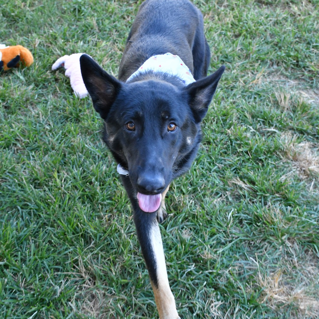 COLT - Shepherd / German available for adoption