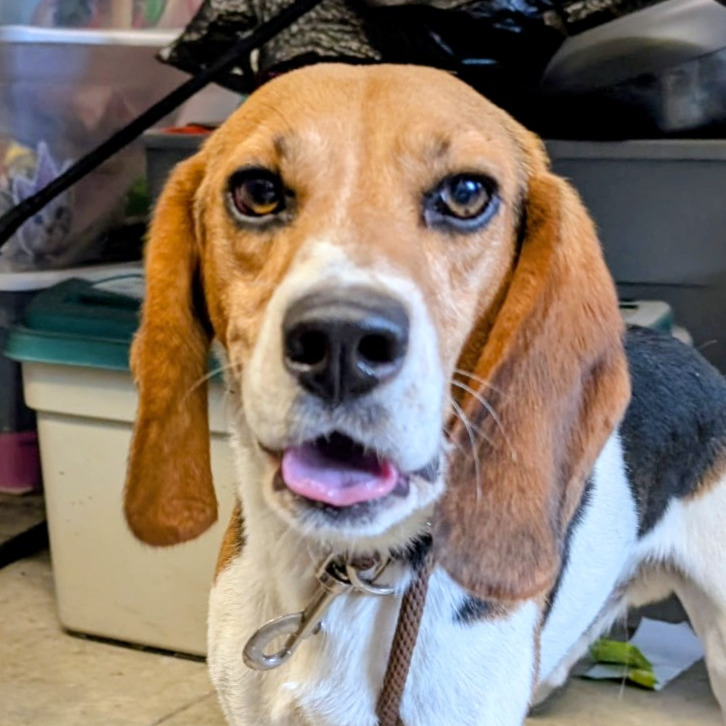 Beagle Juice