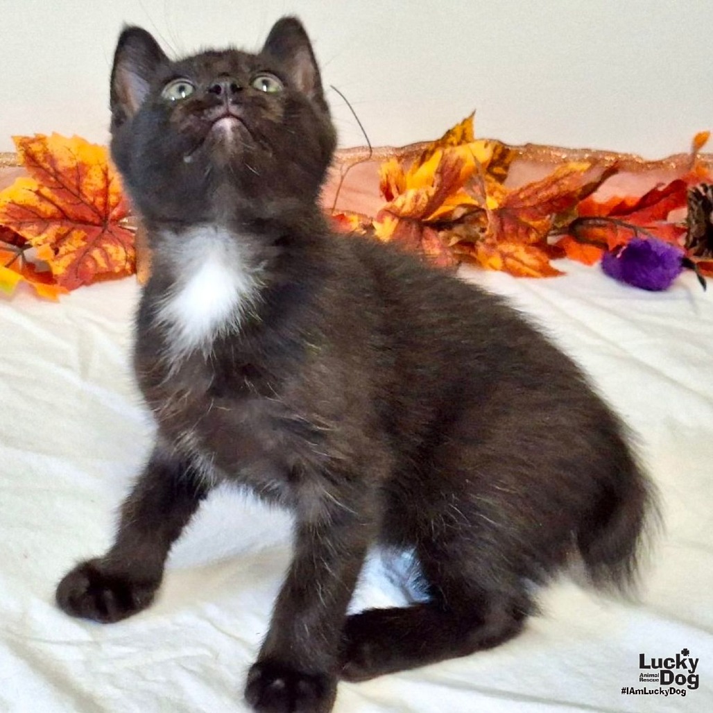 BERT BOBBSEY - Domestic Shorthair available for adoption