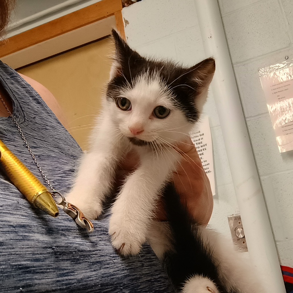 Twang, photo 2