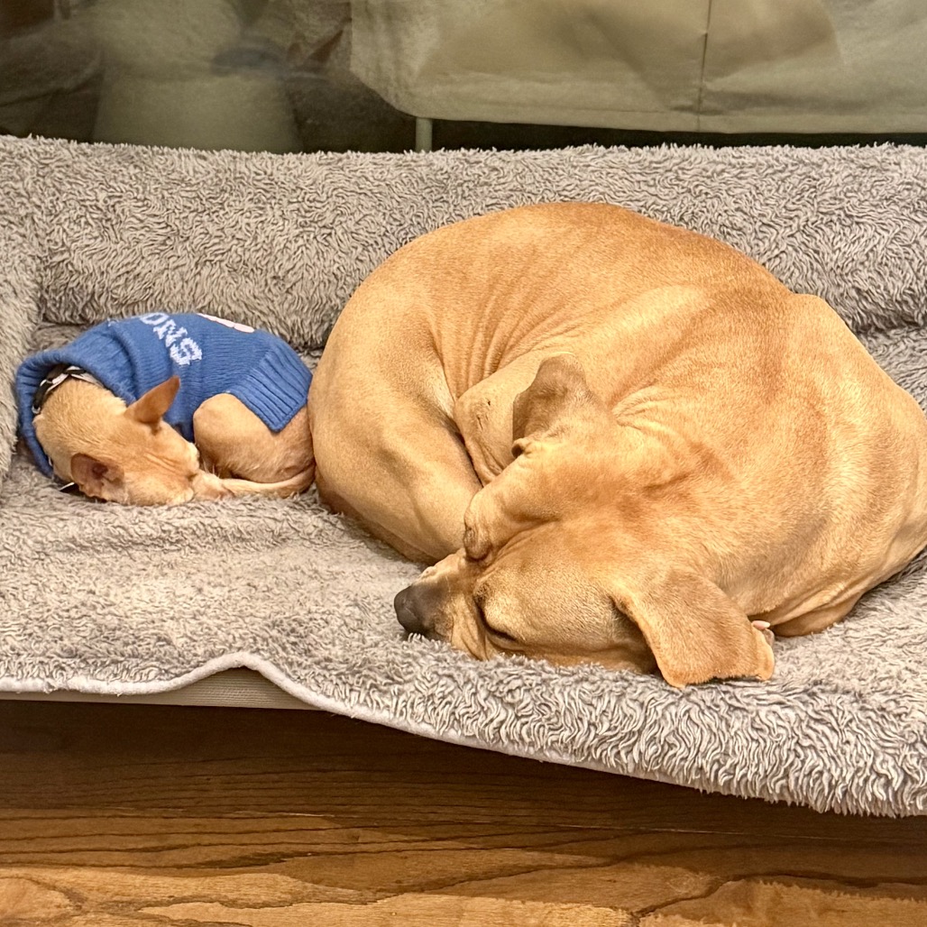 BEAN, photo 10