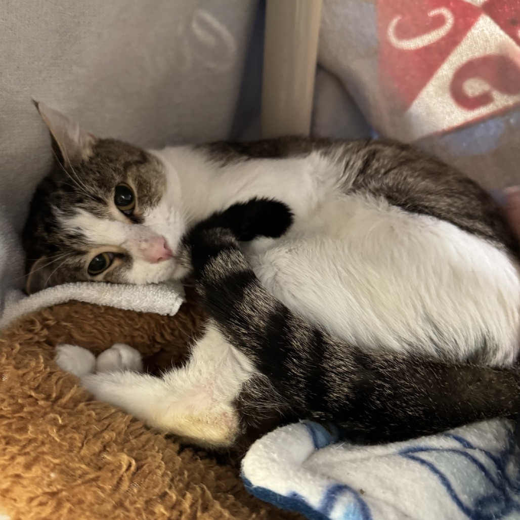 af6436bdbff148f3133639837391836d